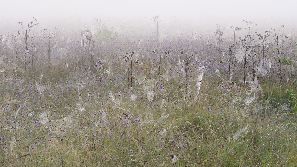Sfeerbeeld van Blauwgrasland begin september