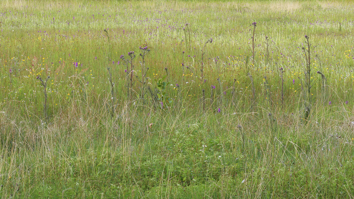 Blauwgrasland in het Wijnjeterperschar