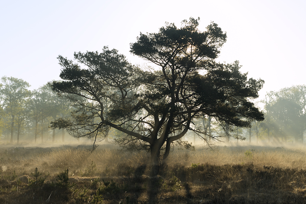 Droge Heide in het hoge deel van het Wijnjeterper Schar
