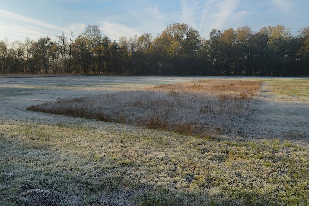 Gefaseerd maaien van Blauwgrasland
