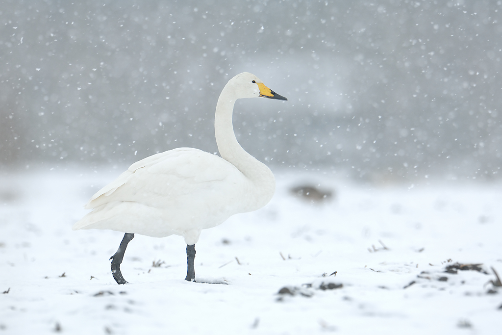 Wilde Zwaan, Cygnus cygnus