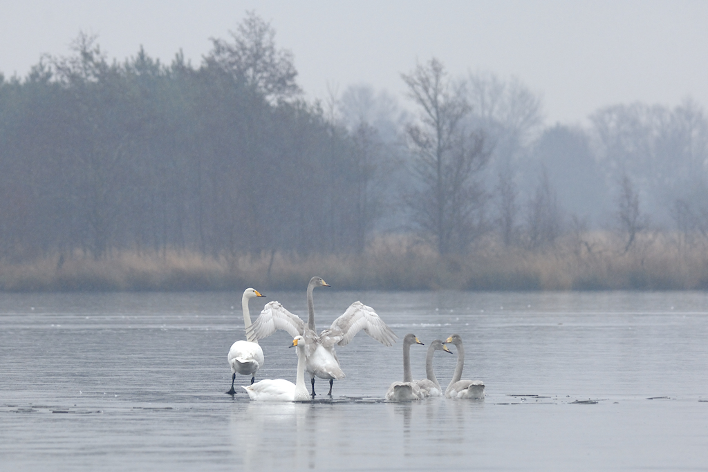 Familiegroep Wilde Zwanen op het ijs
