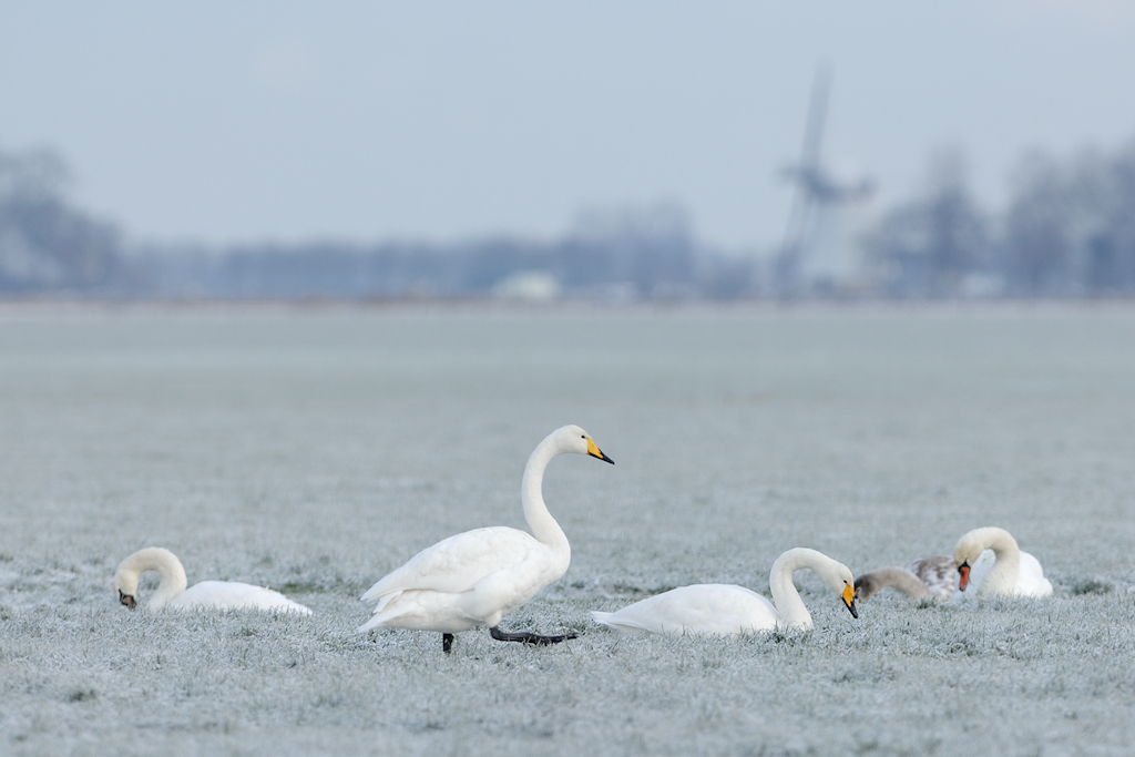 Wilde Zwanen in een berijpt landschap
