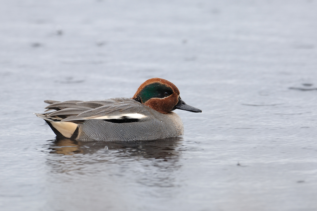 Wintertaling, Anas crecca