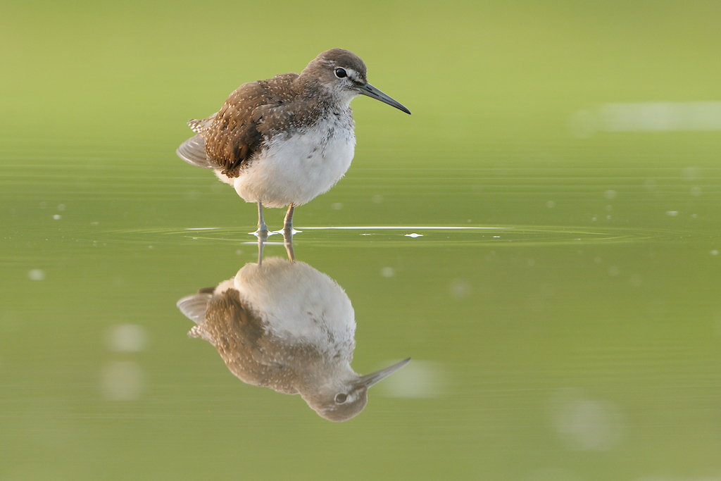 Witgat, Tringa ochropus met spiegeling