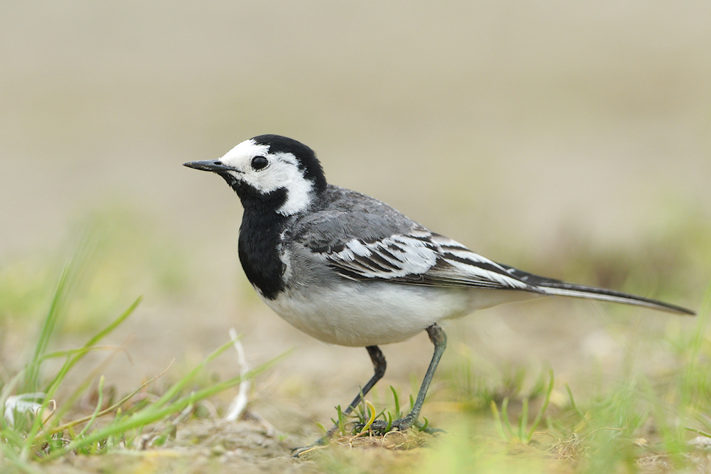 Witte Kwikstaart, Motacilla alba