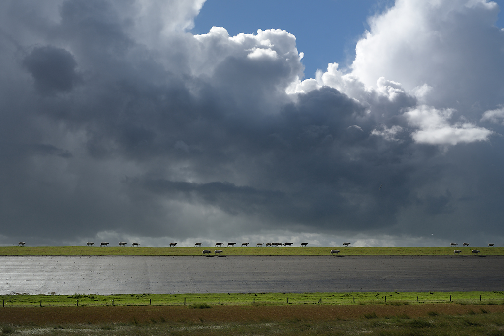 Zeedijk met schapen bij Wierum