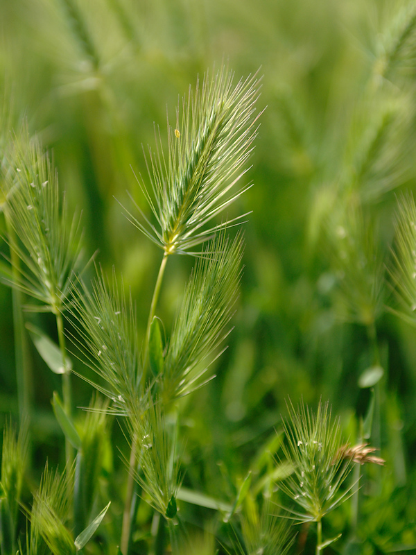 Zeegerst, Hordeum marinum