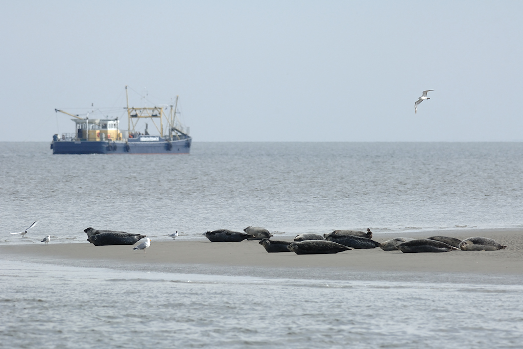 Zeehondentocht bij Texel