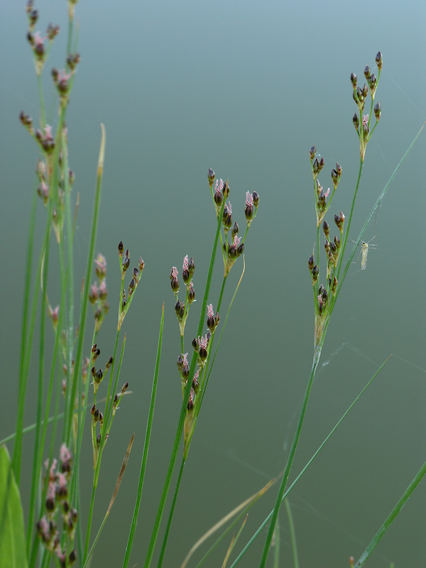 Zilte rus, Juncus gerardii