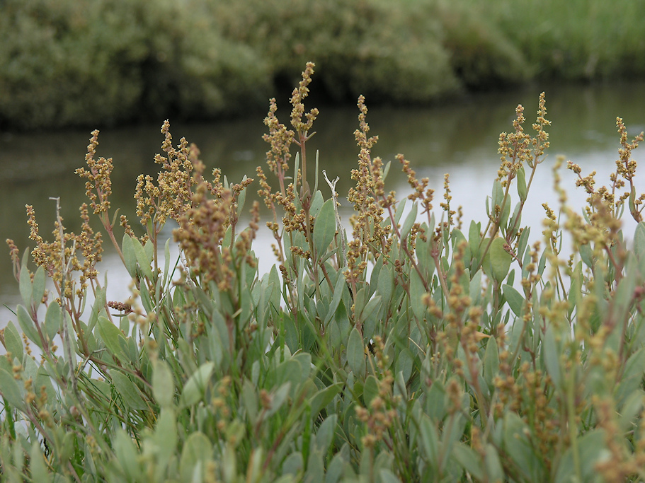 Gewone zoutmelde, Atriplex portulacoides