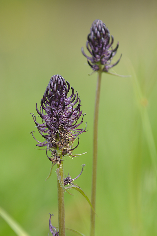 Zwartblauwe Rapunzel - Phyteuma spicatum s. nigrum