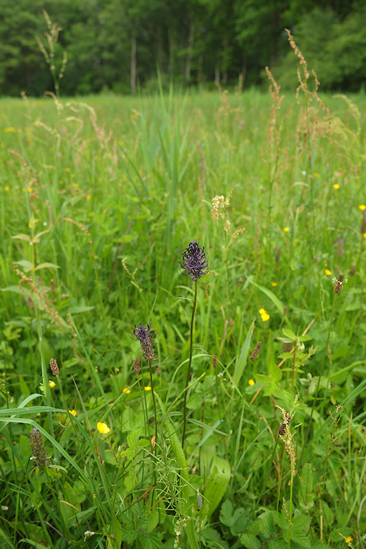 Zwartblauwe Rapunzel - Phyteuma spicatum s. nigrum, Biotoop