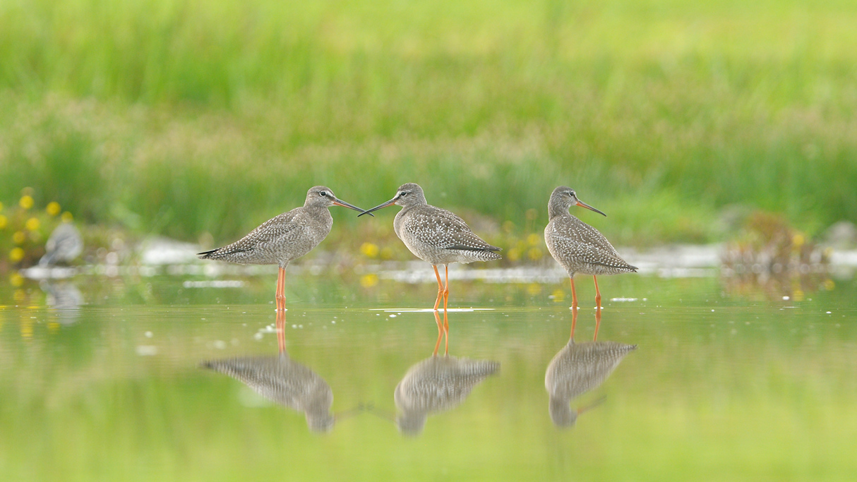 Drie juveniele Zwarte ruiters in een spiegelend plasje