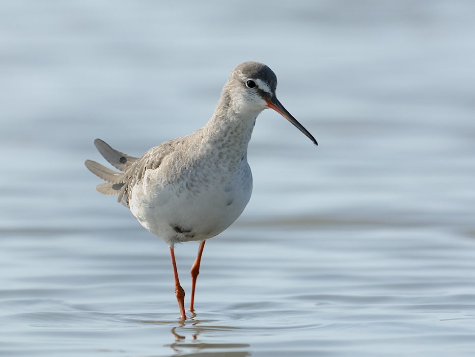 Zwarte Ruiter, Tringa erythropus in winterkleed