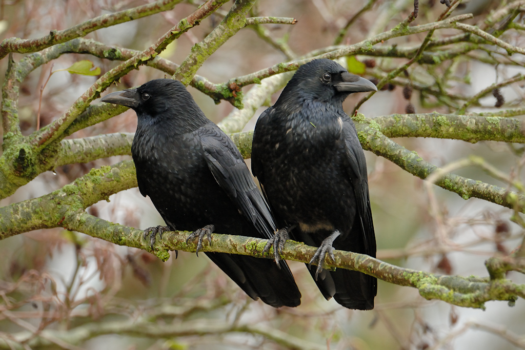 Zwarte Kraai, Corvus corone