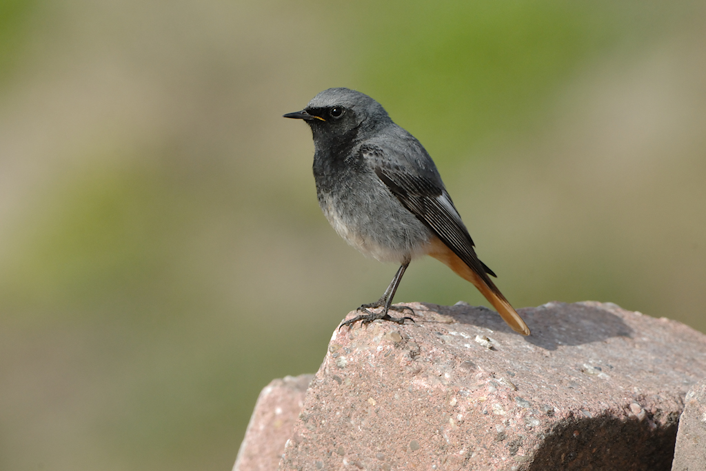 Zwarte Roodstaart, Phoenicurus ochruros