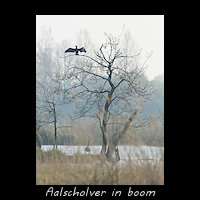 Aalscholver in boom