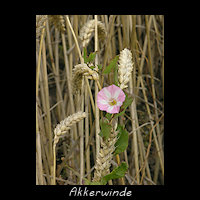 Akkerwinde, Convolvulus arvensis