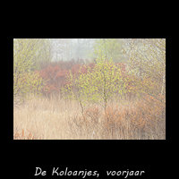 Ontluikende struiken in de Koloanjes