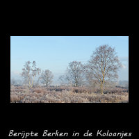 Berijpte Berken in de Koloanjes