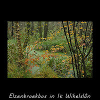 Elzenbroekbos in It Wikelsl�n