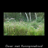 Oever met weelderig bloeiend Koninginnekruid