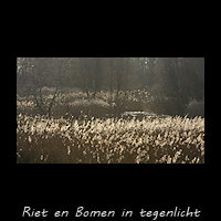 Landschap met Riet en boompjes in tegenlicht