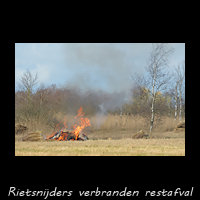 Rietsnijders verbranden de onbruikbare delen van het geoogste Riet