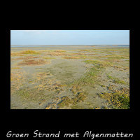 Algen en Pionierbegroeiing op groen strand bij Ballum