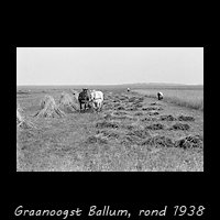 Graanoogst op Ameland