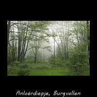 Anlo�rdiepje - moerasbos, Burgvollen