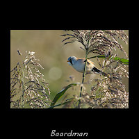 Baardman, Panurus biarmicus