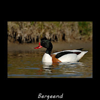 Bergeend, Tadorna tadorna