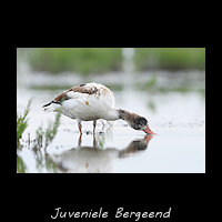 Juveniele Bergeend