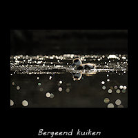 Bergeend kuiken