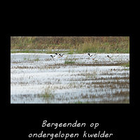Bergeenden op ondergelopen kwelder