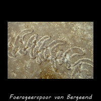 Spoor dat is achtergelaten door een foeragerende Bergeend