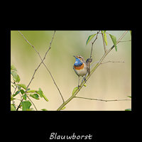 Blauwborst, Luscinia svecica