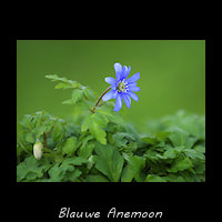Blauwe anemoon, Anemone apennina
