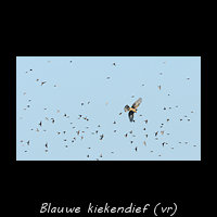 Blauwe kiekendief, Circus cyaneus