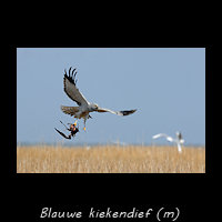 Blauwe kiekendief, Circus cyaneus