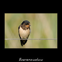 Boerenzwaluw, Hirundo Rustica