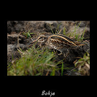 Bokje, Lymnocryptes minimus