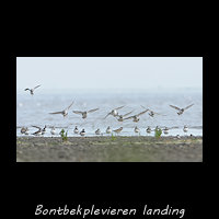 Bontbekplevieren landen op het droge slik