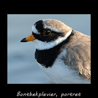 Bontbekplevier, Charadrius hiaticula - portret