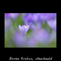 Bonte krokus, Crocus vernus