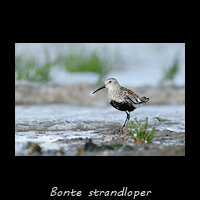 Bonte strandloper, Calidris alpina