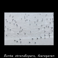 Foeragerende Bonte strandlopers