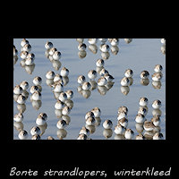 Rustende Bonte strandlopers